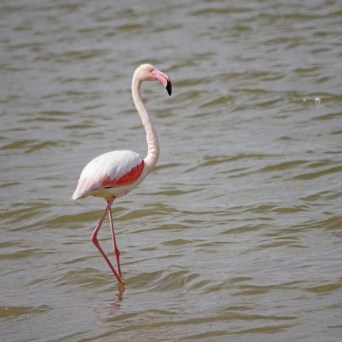 Watching flocks of Greater Flamingos in Israel!